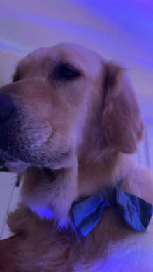 Jake Organic Bow Tie & Collar