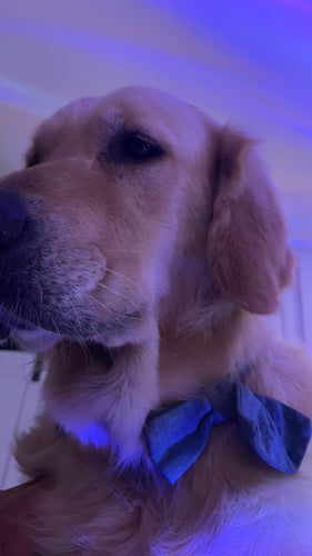 Jake Organic Bow Tie & Collar