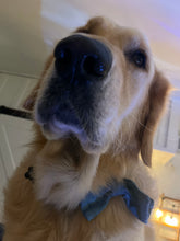 Load image into Gallery viewer, Jake Organic Bow Tie &amp; Collar