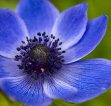 Load image into Gallery viewer, Plumeria Artist Hoodie . SOLD OUT 1 of 1 Bert LaMar Artist Piece